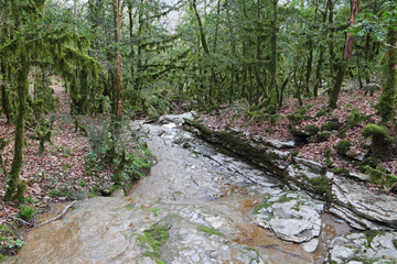 Colchis forest, Sochi national park