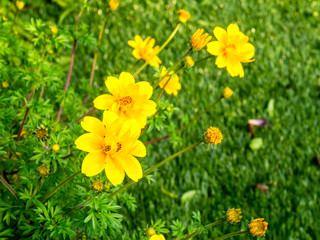 Obraz premium Yellow flower on green