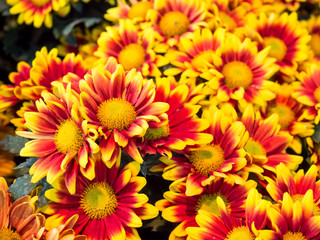 Orange red Chrysanthemum