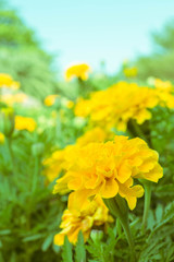 Fototapeta premium Marigold flower in garden