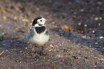 White Wagtail, Pied Wagtail, Motacilla alba