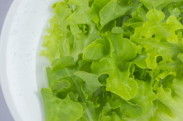 closed up of green oak lettuce