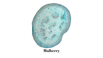 Mulberry micrograph