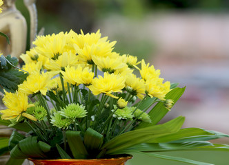 Chrysanthemum flowers.