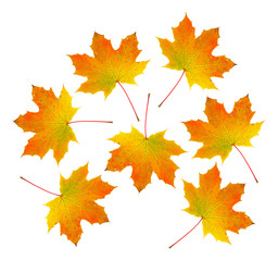 Naklejka na ściany i meble Group of vibrant maple leaves