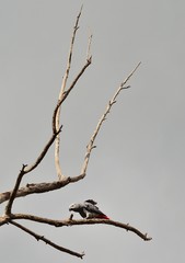 African grey parrot walking on tree branch