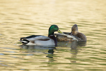 Mallard, Anas platyrhynchos