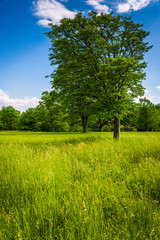 Tree in a field at Cylburn Arboretum, in Baltimore, Maryland.