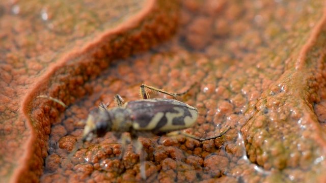 Ladder-marked long horn beetle (Saperda scalaris) on a geyser ma