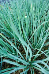 Fototapeta premium Green spring onion in growth at vegetable garden 