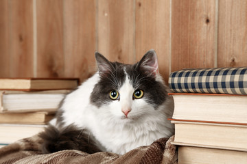 Cute cat lying on plaid with books