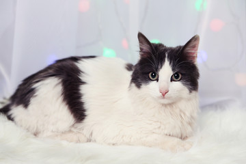 Adorable cute cat lying on carpet, close up