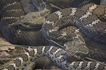 Arizona Black Rattlesnake