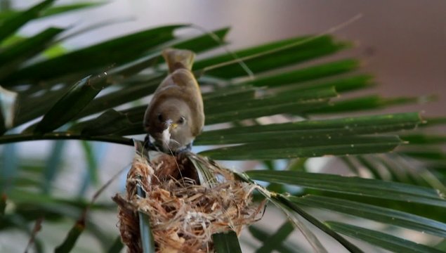 Humming bird making nest on a plant.