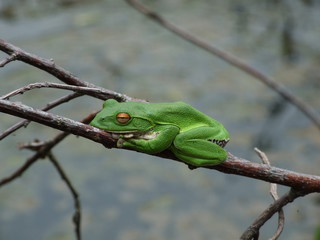 池のモリアオガエル