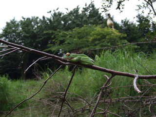 モリアオガエル