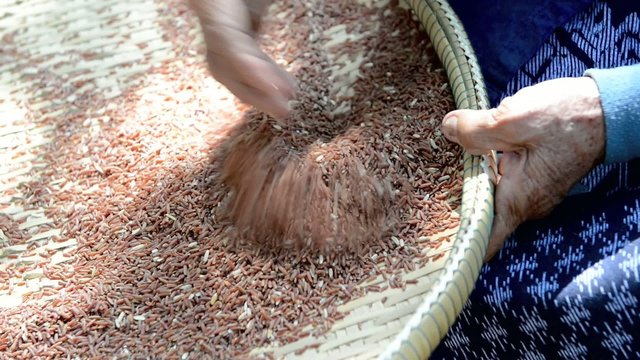 a woman winnowing rice