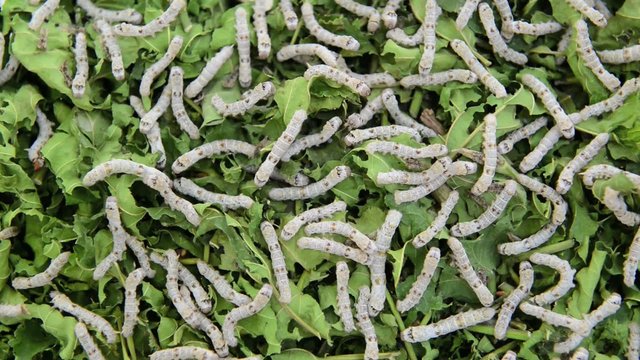 Silkworm eating mulberry green leaf