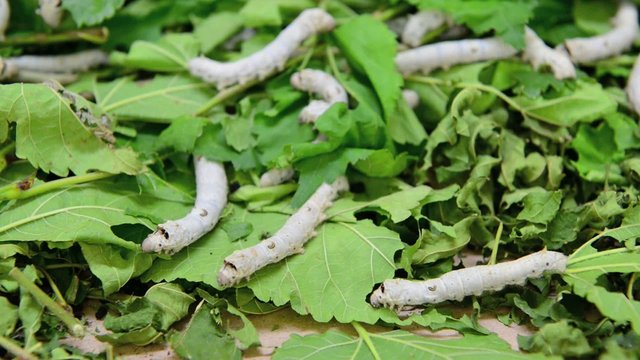 Silkworm eating mulberry green leaf
