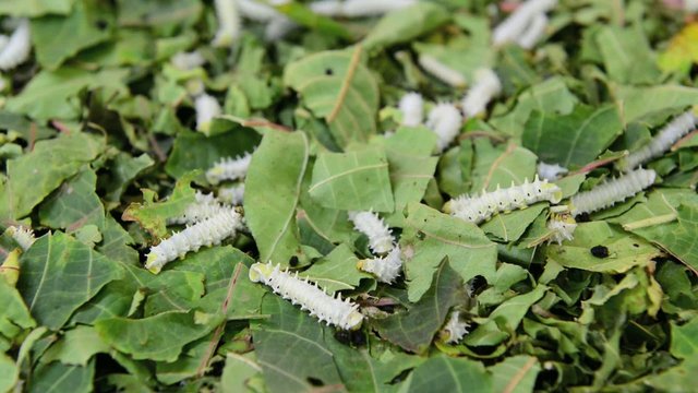 Silkworm eating mulberry green leaf