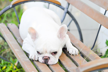 French bulldog on the bench