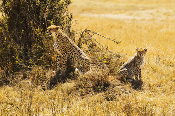 Cheetah with cub on the Masai Mara in Africa