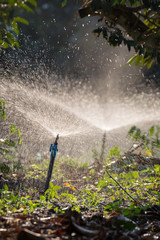 Sprinkler watering in the garden