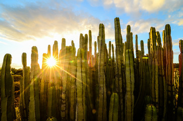 Naklejka premium Spokojny zachód słońca na pustyni Cactus
