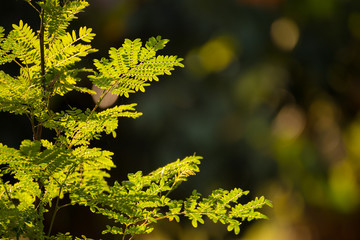 Green leaves of aspen tree in sunlight, shallow depth of field
