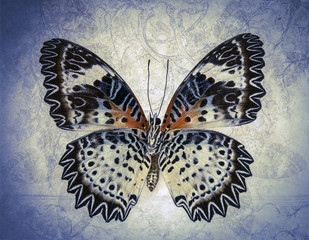grunge butterfly