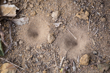 Closeup sand pit trap of an antlion larva.