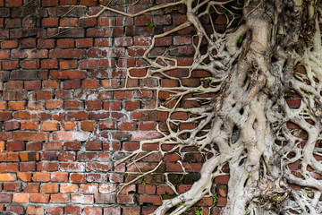 Tree root on red brick wall