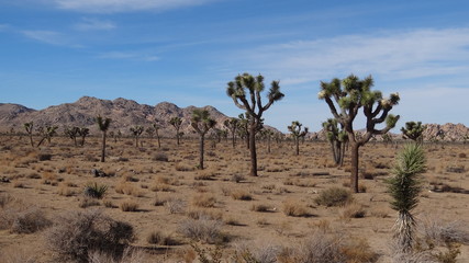 Joshua Tree Nationalpark, Kalifornien, California
