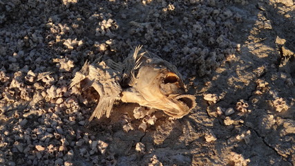 Salton Sea, Salzsee, Kalifornien, California