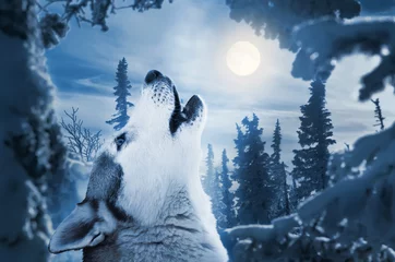 Papier Peint photo Lavable Loup hurler à la lune