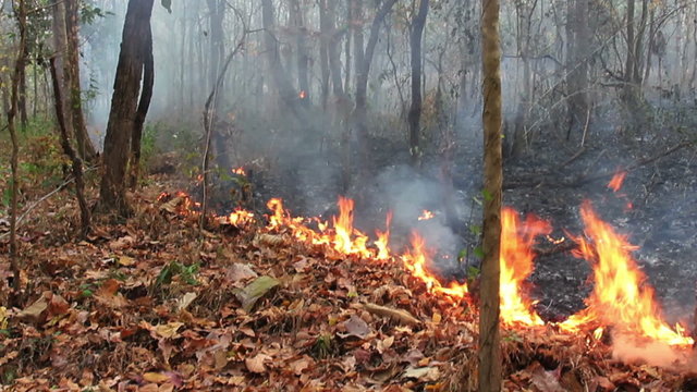 wildfire in mountain of thailand(pan shot)