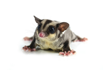 Flying squirrel, Sugarglider isolated on white