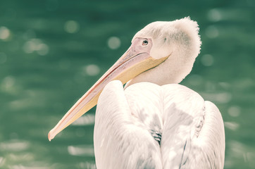 Retro Photo Of Wild Pelican In The Danube Delta