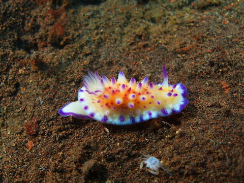 True sea slug, Island Bali, Tulamben