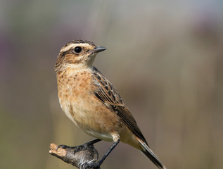 Young Whinchat on the branch