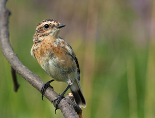 Young Whinchat on the branch