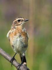 Young Whinchat on the branch