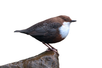 White-throated dipper on white