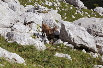 Bouquetin