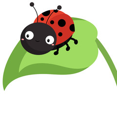 ladybug