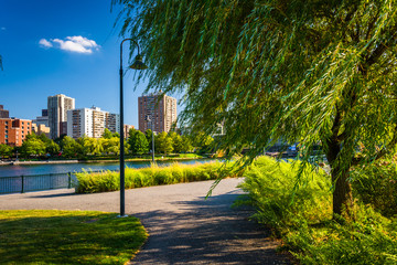 Tree along a path and buildings in Boston seen from North Point