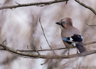 Blue Jay