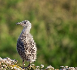 Juvenile Herring Gull