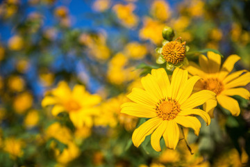 Mexican sunflower in Thailand