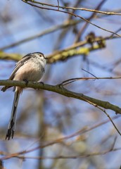 Long Tailed Tit